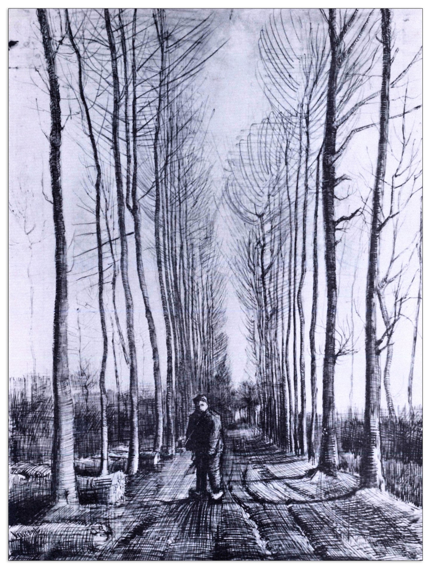 Poplar avenue cm 60x80