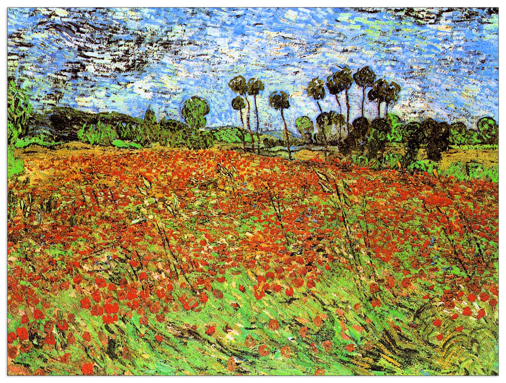 Poppy Fields cm 80x60