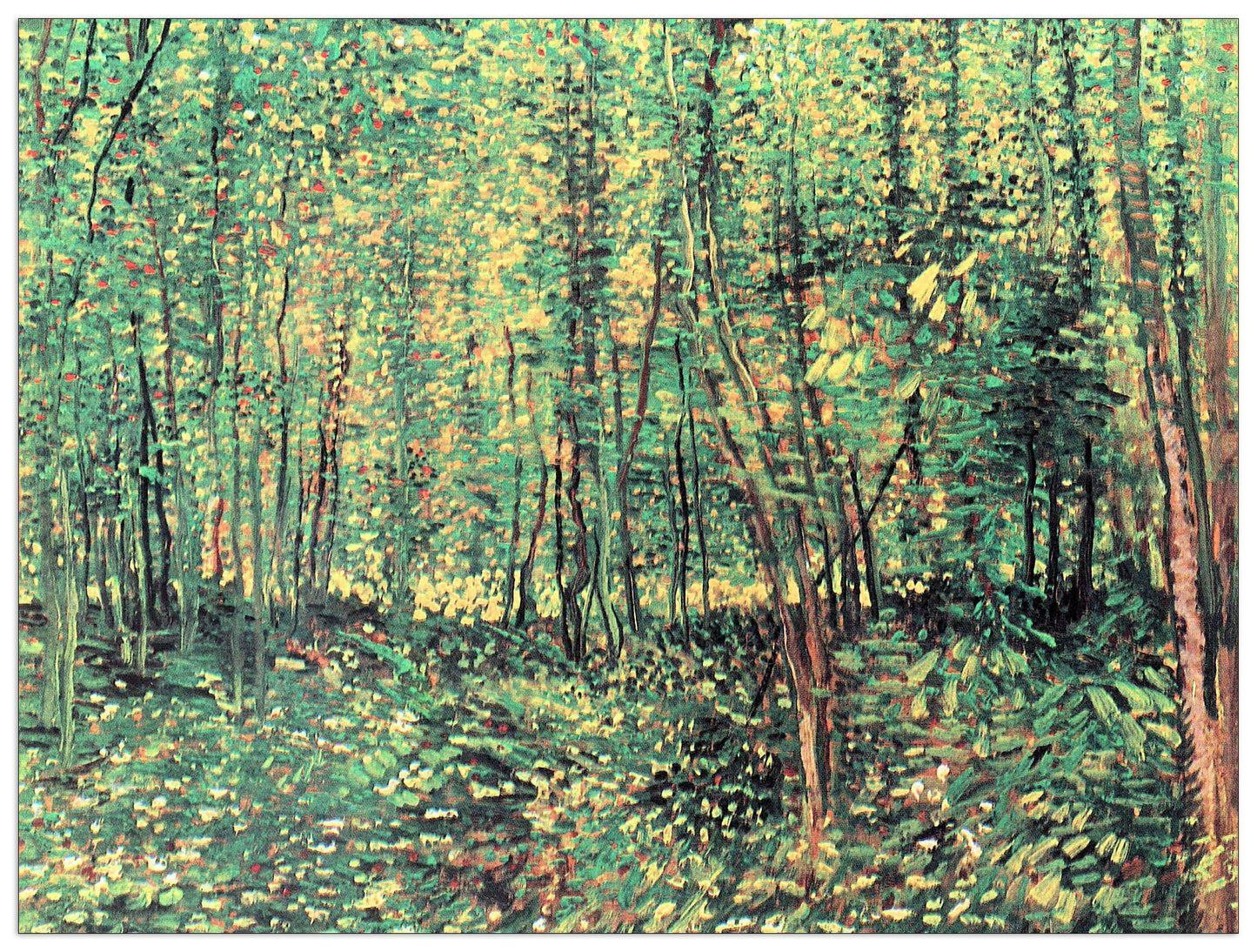 Trees and undergrowth cm 80x60