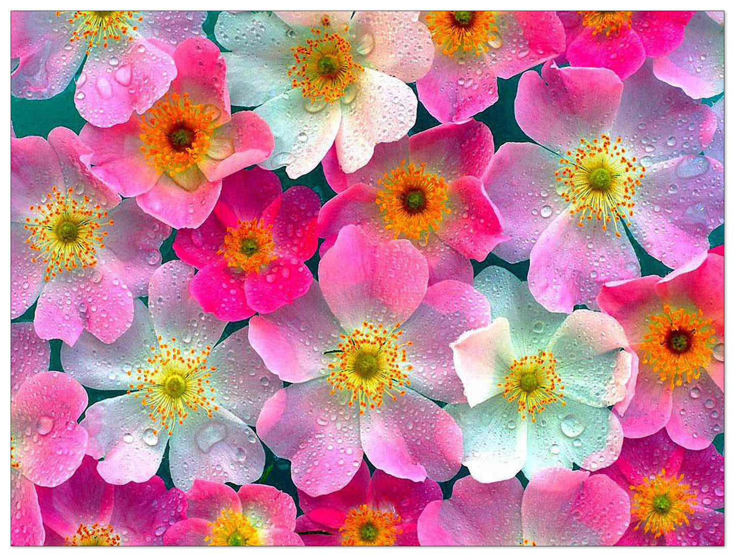 Flowers cm 120x90