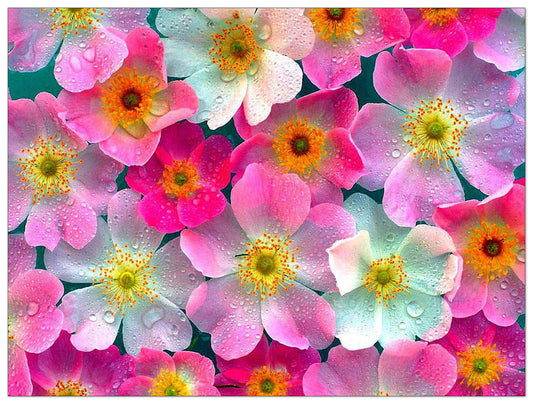 Flowers cm 120x90