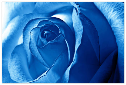 Blue rose cm 135x90