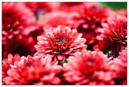 Red flowers cm 90x60