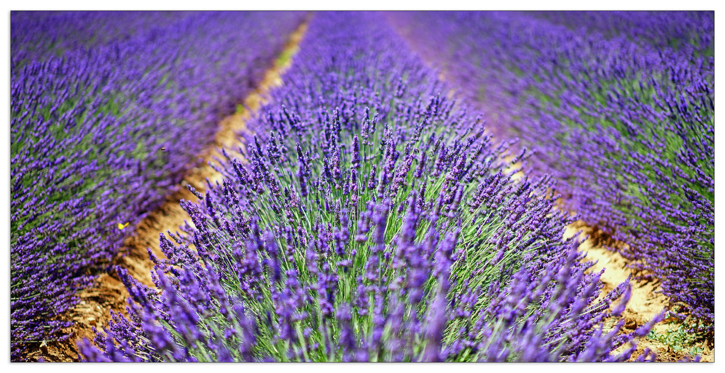 Lavanda cm 140x70