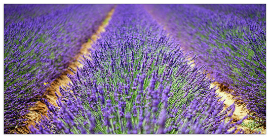 Lavanda cm 140x70