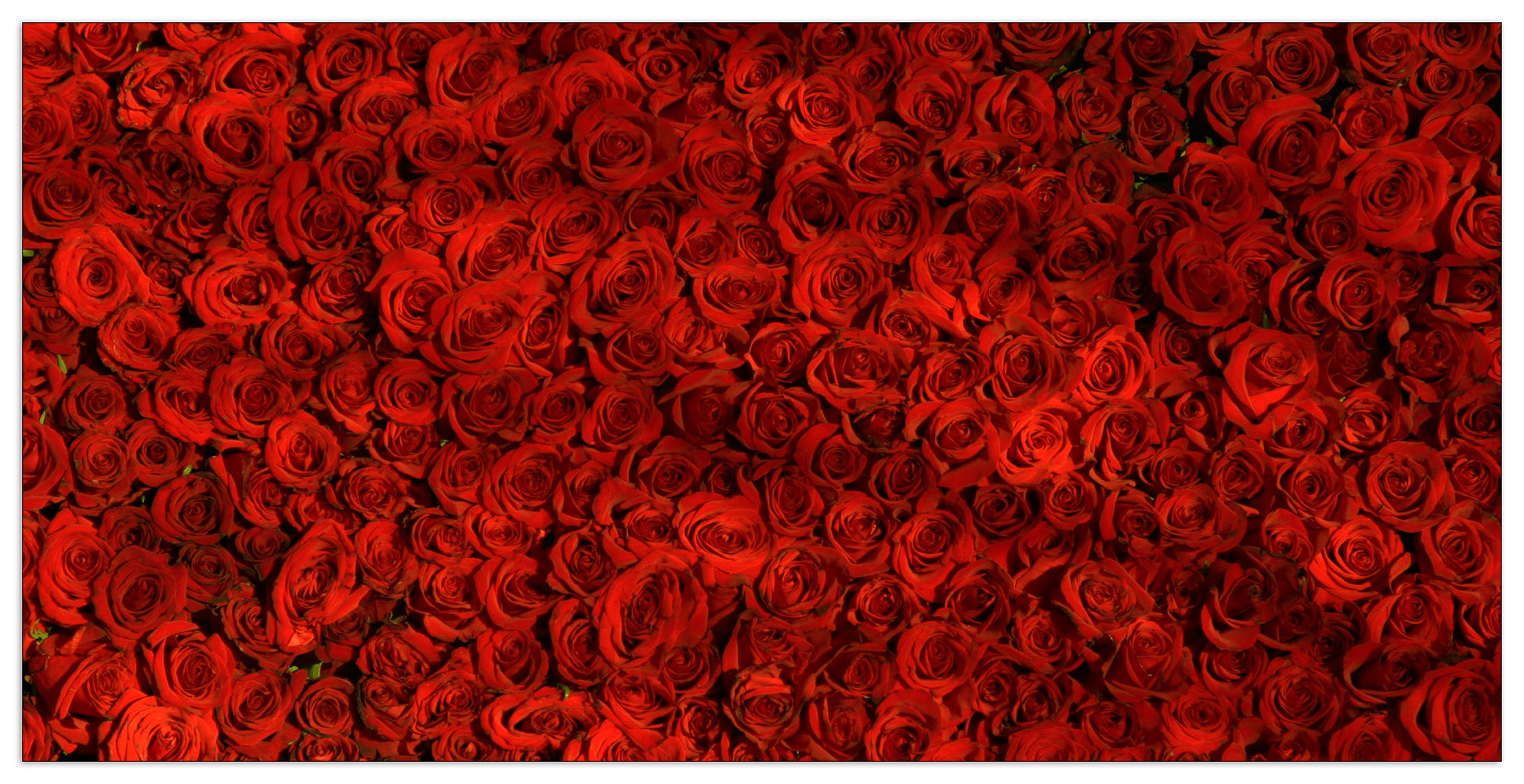 Red roses cm 140x70
