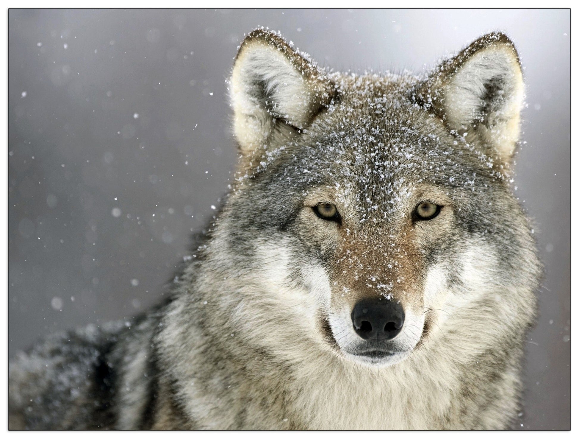 Wolf cm 120x90