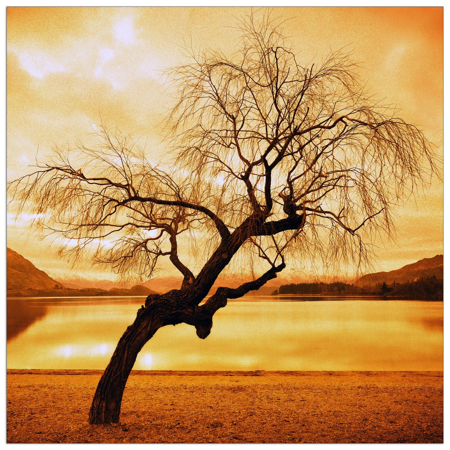 Albero cm 70x70