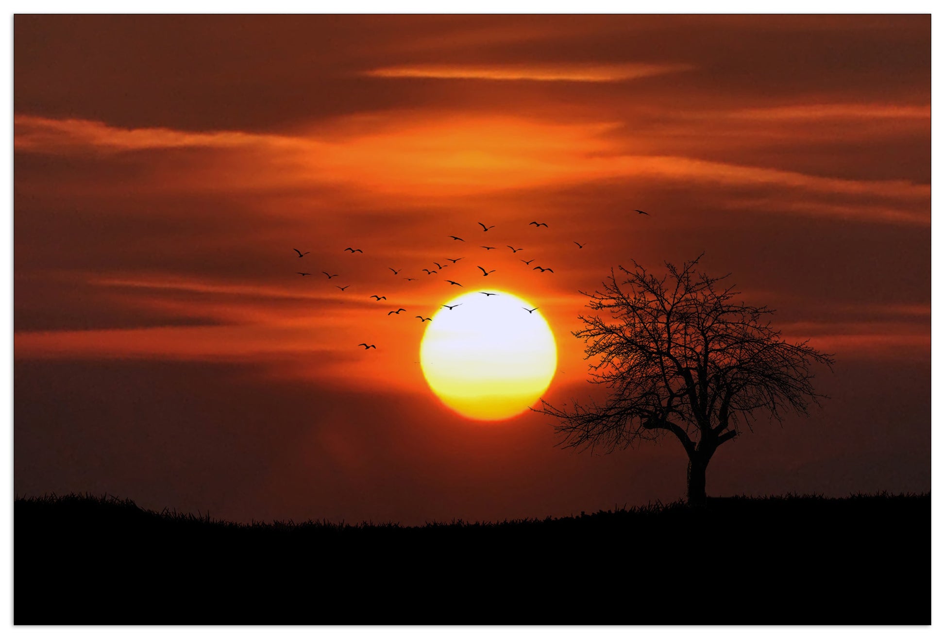 Tree in the sun cm 90x60