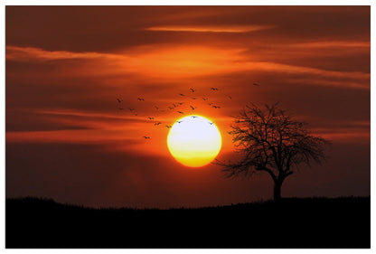 Tree in the sun cm 90x60