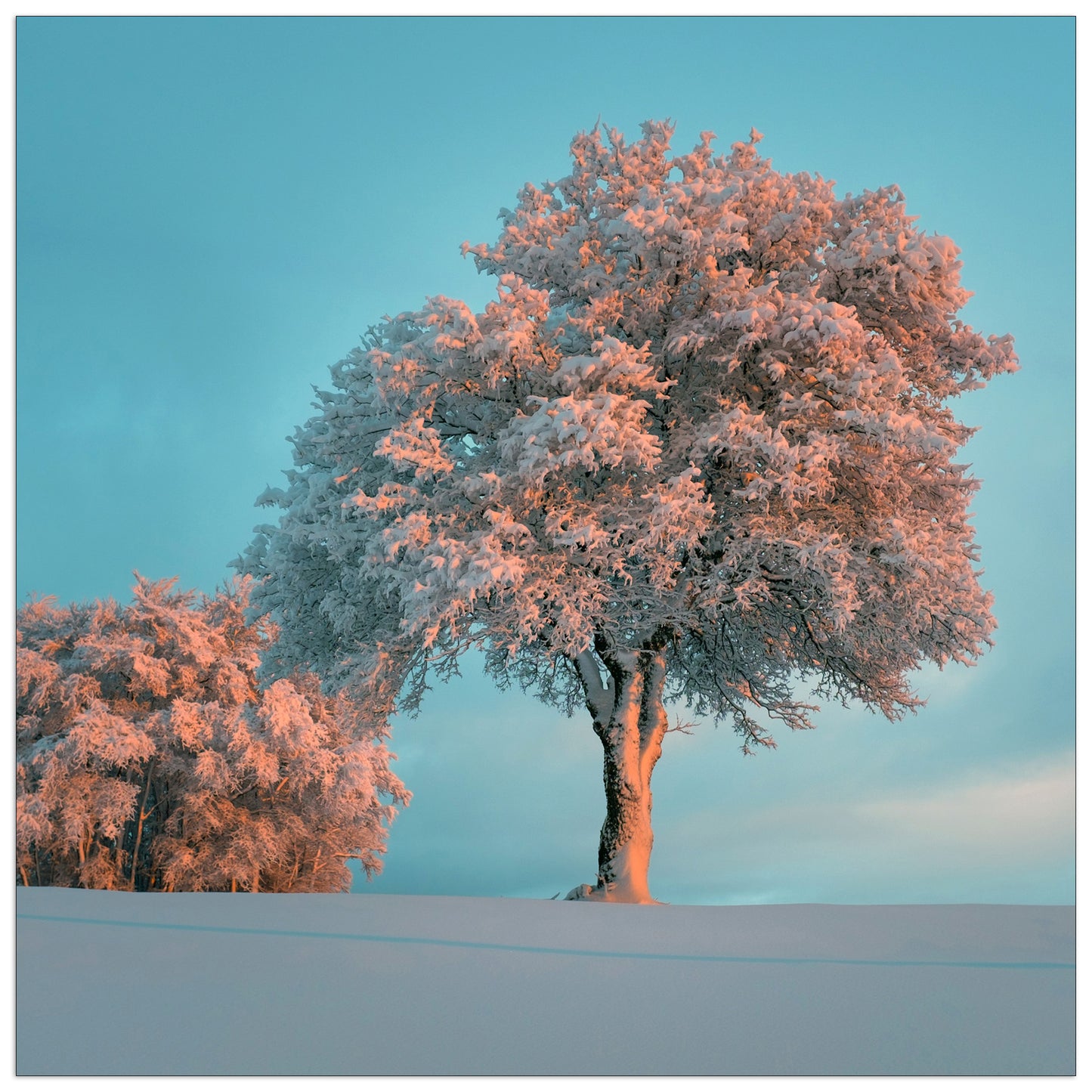Tree in the snow cm 30x30