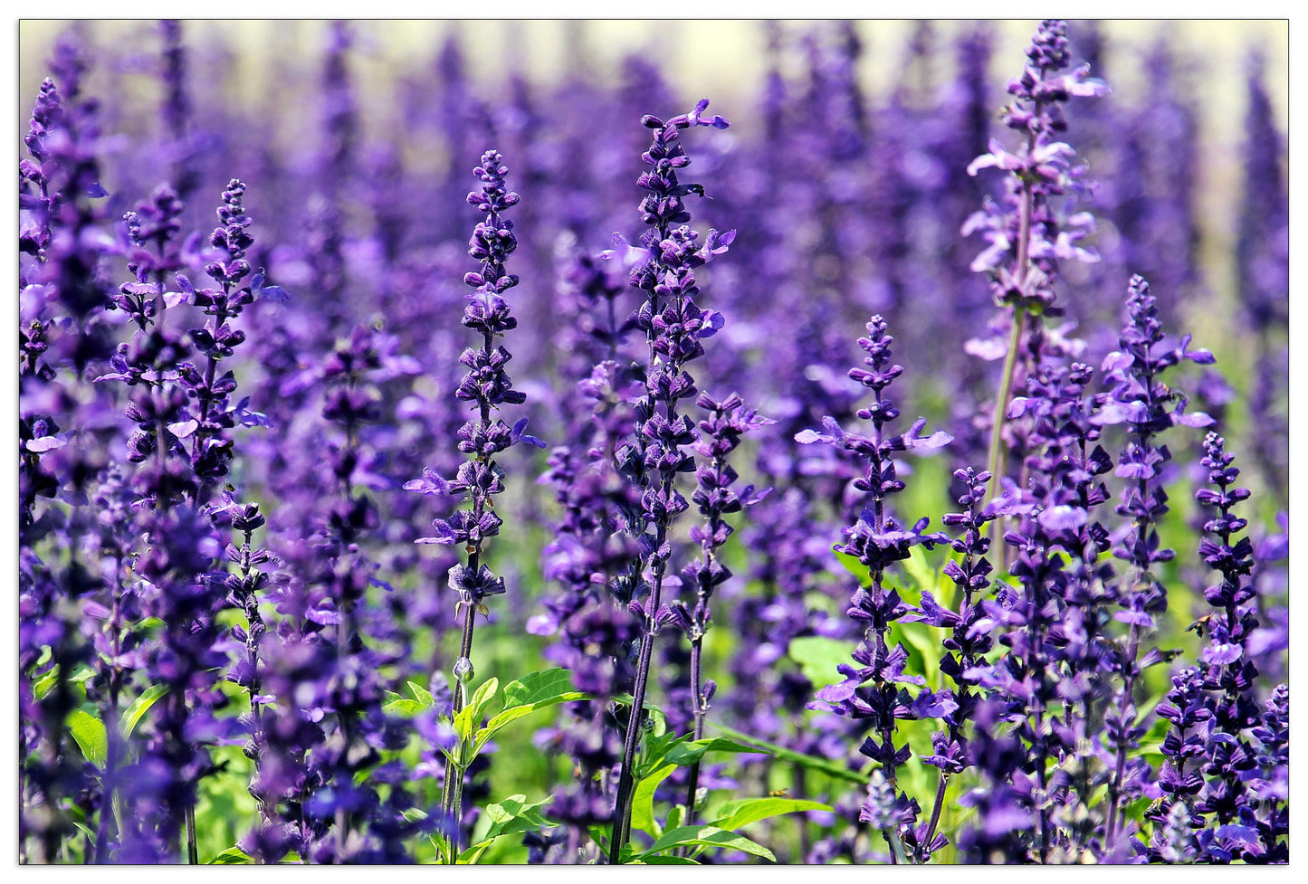 Violet cm 135x90