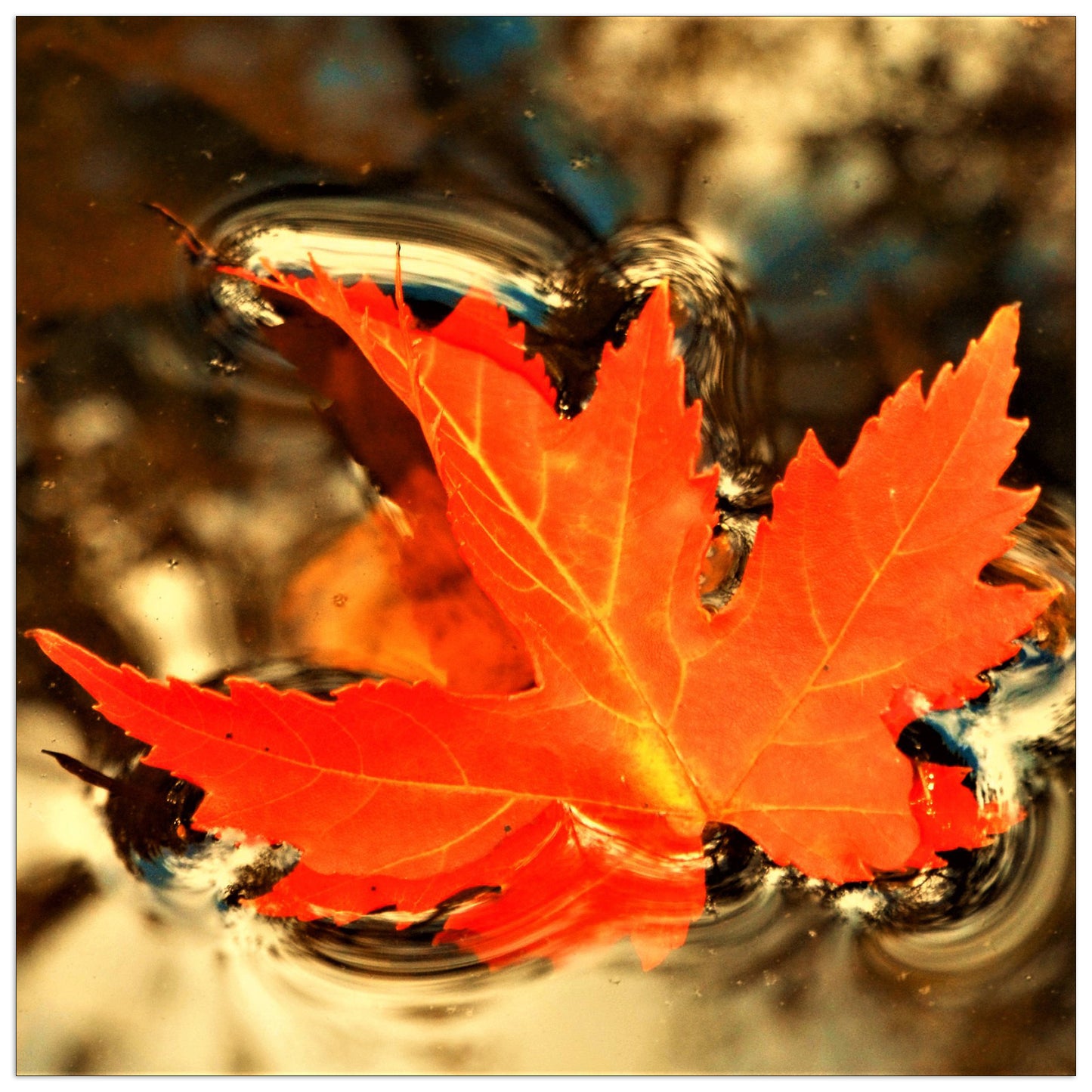 Foglia d'autunno cm 30x30