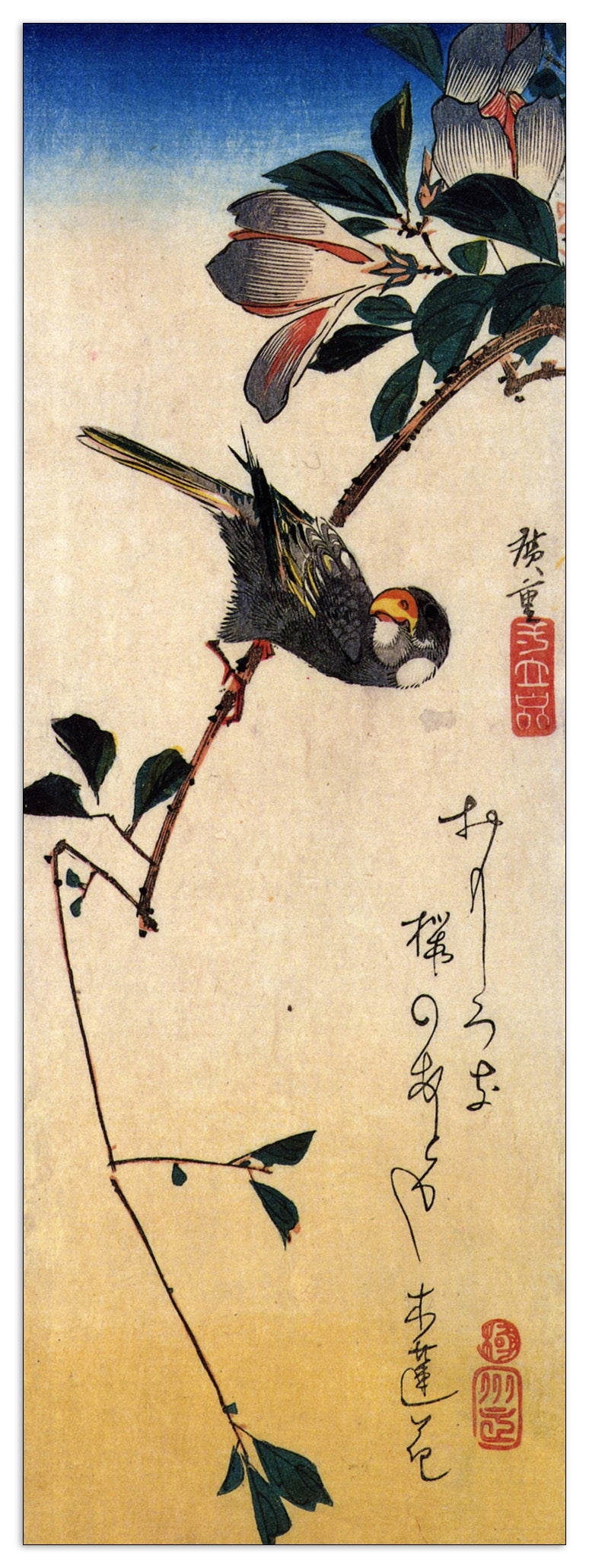 Java sparrow and magnolia cm 50x140