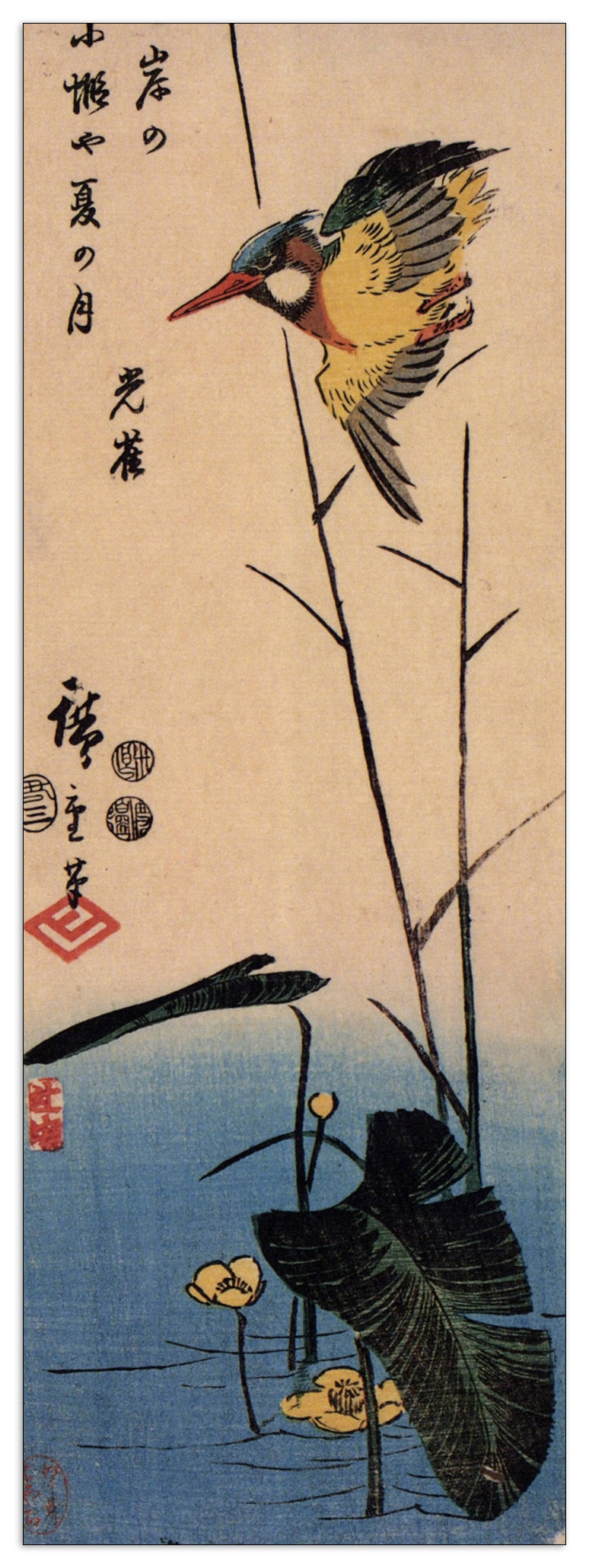 Kingfisher over yellow waterplant cm 50x140