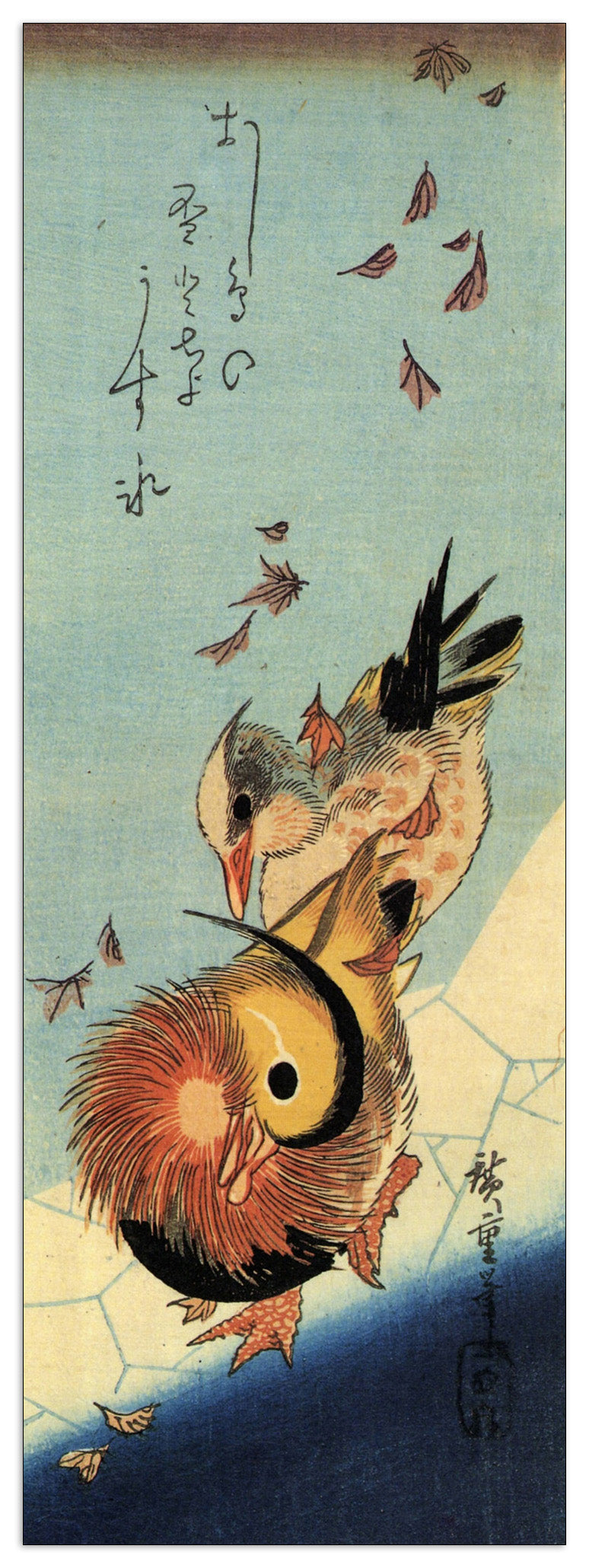 Mandarin duck on frozen pond cm 50x140