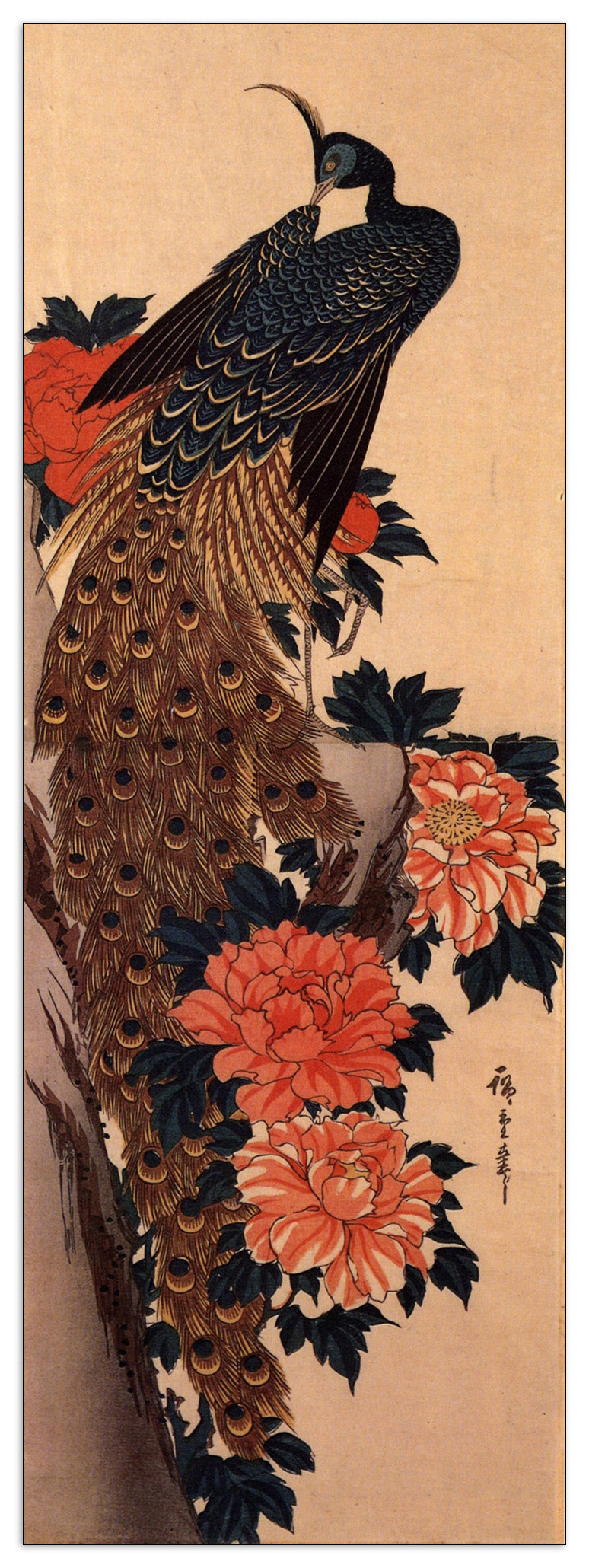 Peacock and peony cm 50x140