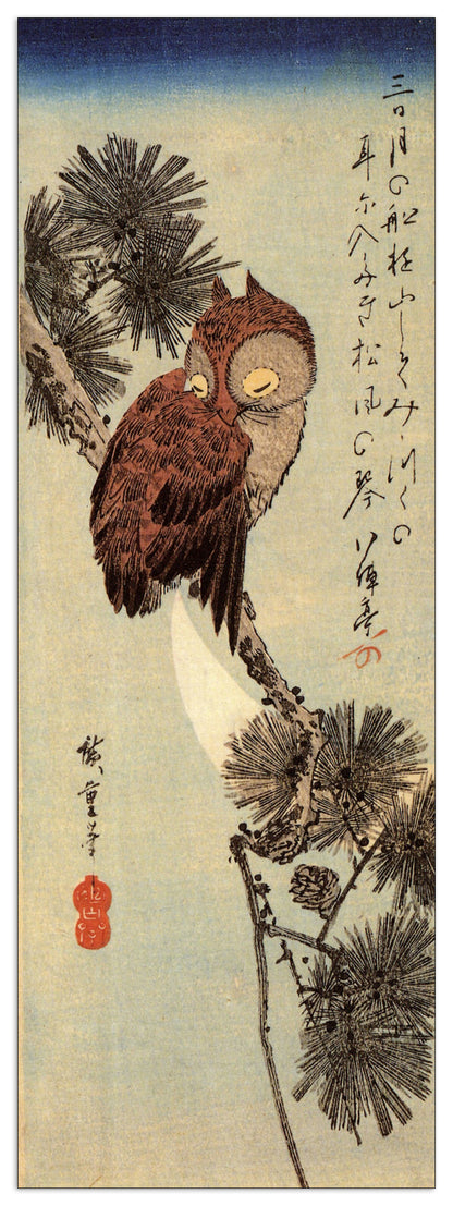 Small brown Owl on a Pine branch cm 50x140