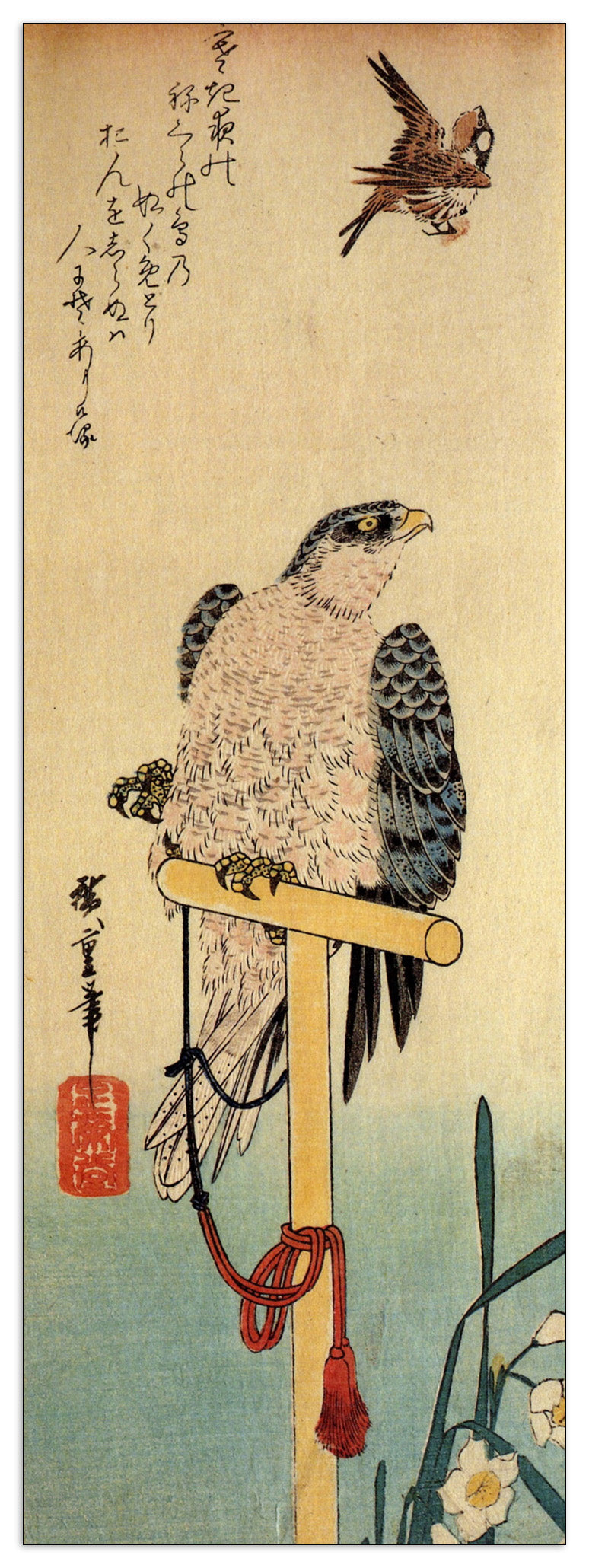 Tied falcon eying a sparrow cm 50x140