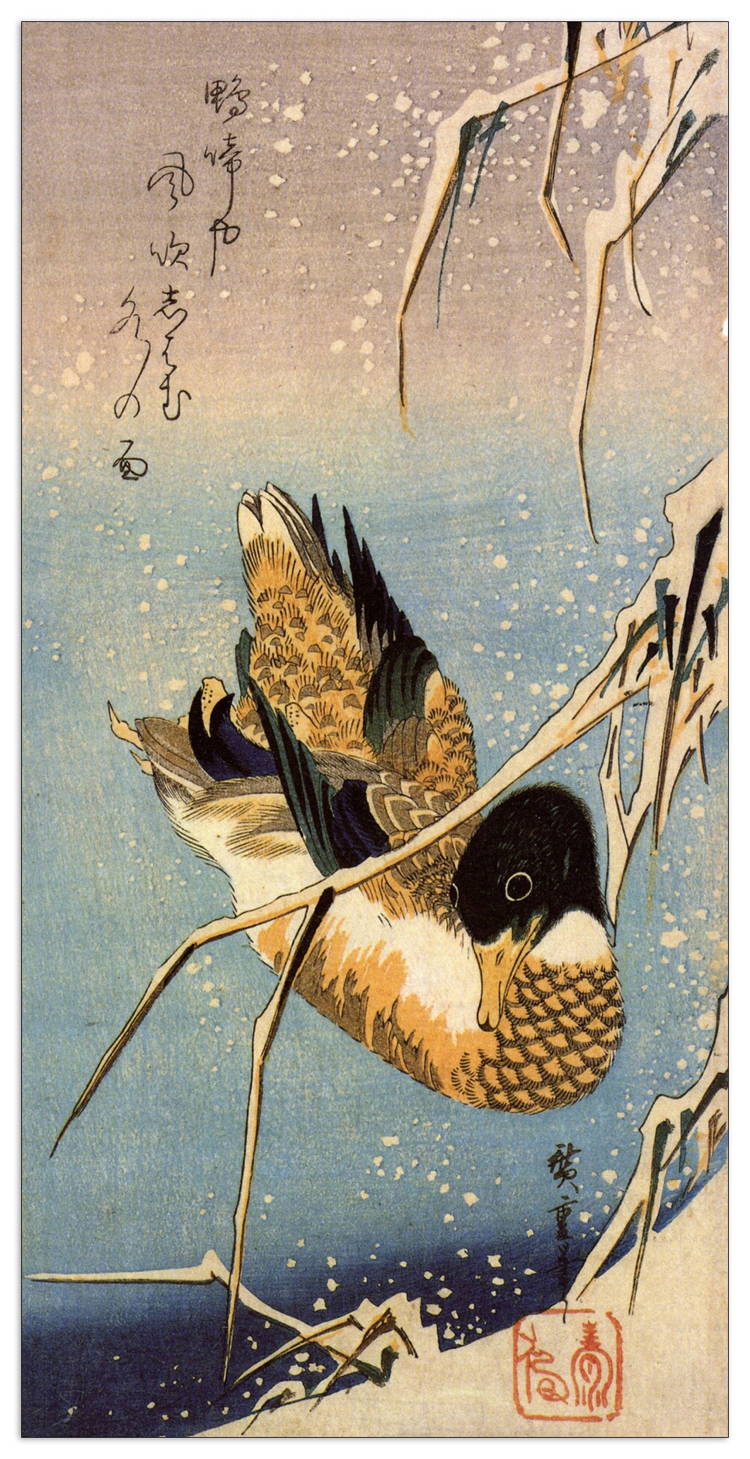 Wild duck cm 50x100