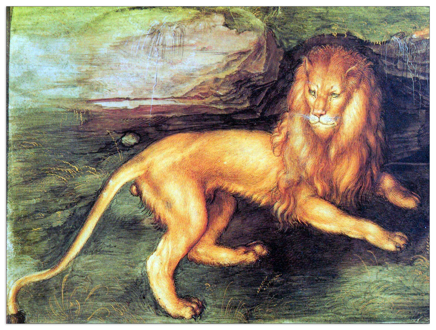 Lion cm 80x60