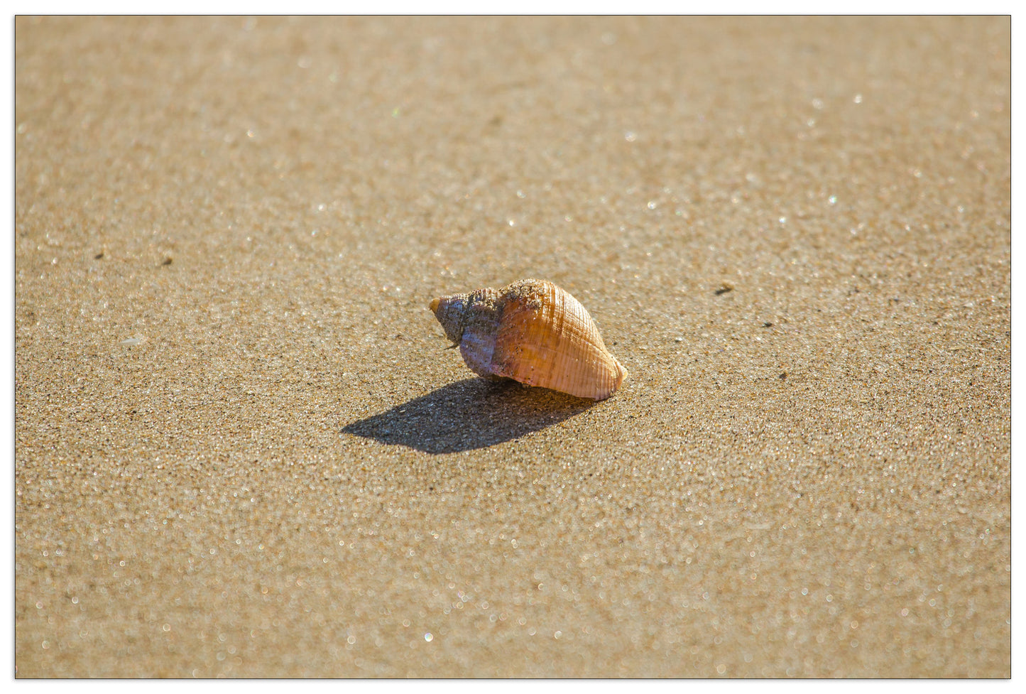 Shell cm 90x60