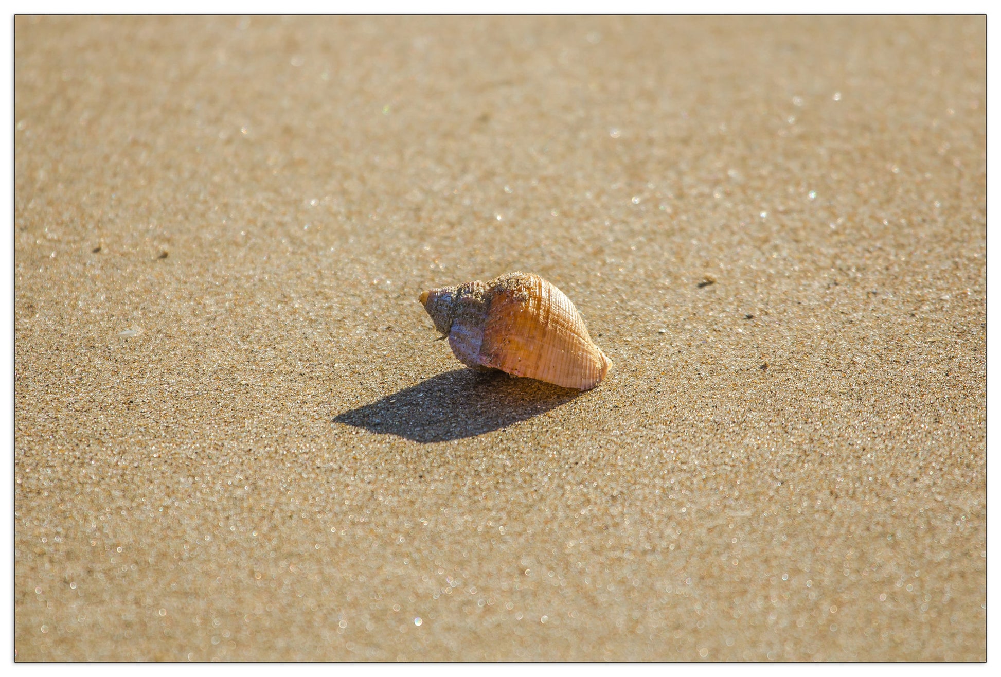 Shell cm 90x60