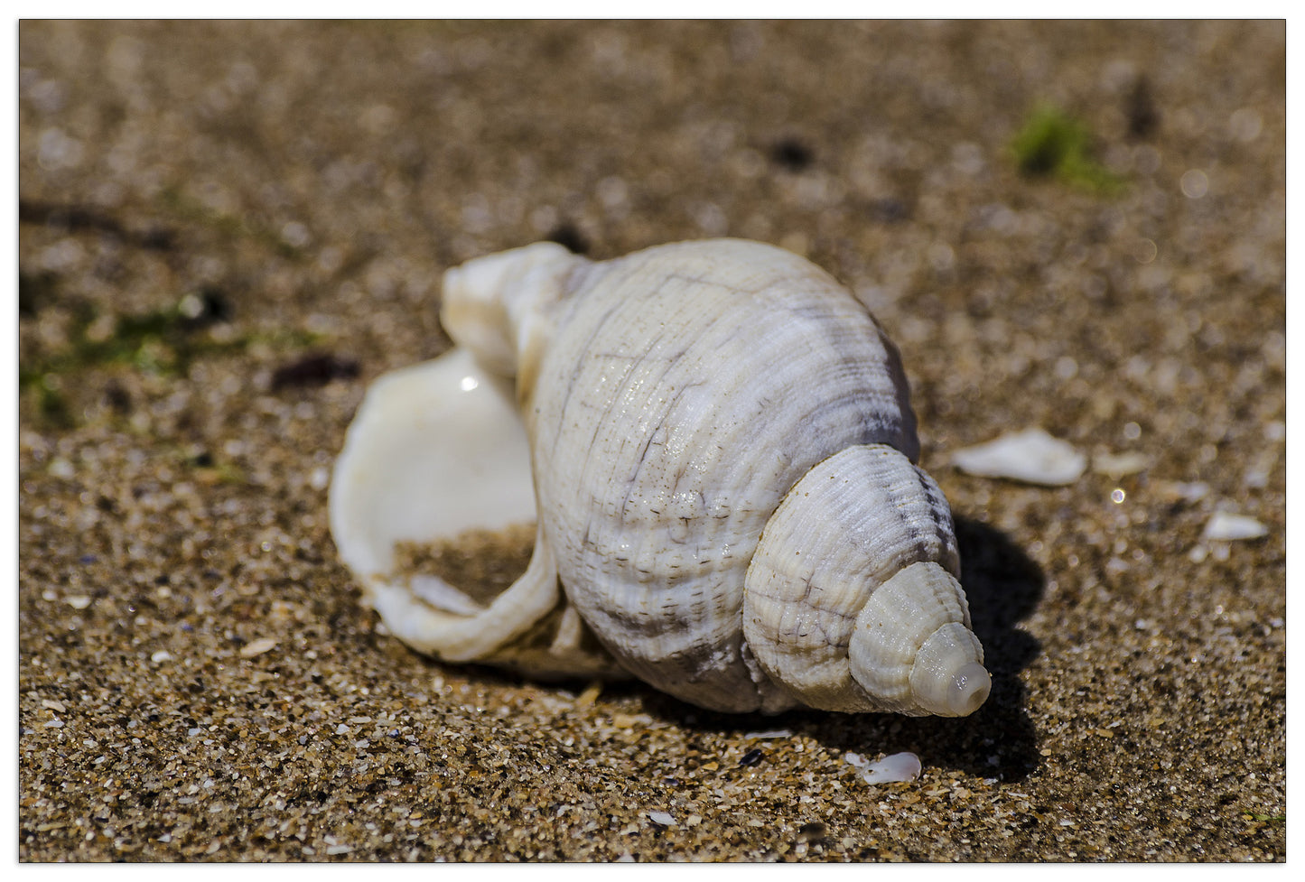 Shell cm 90x60
