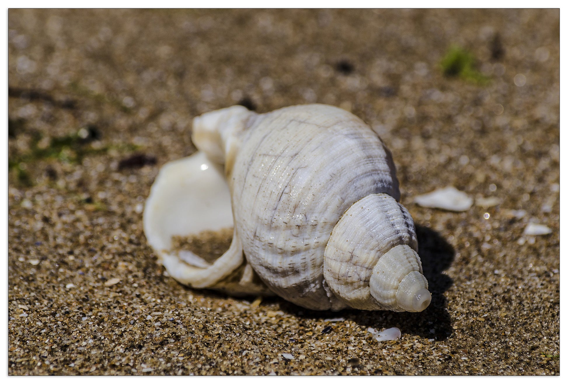 Shell cm 90x60