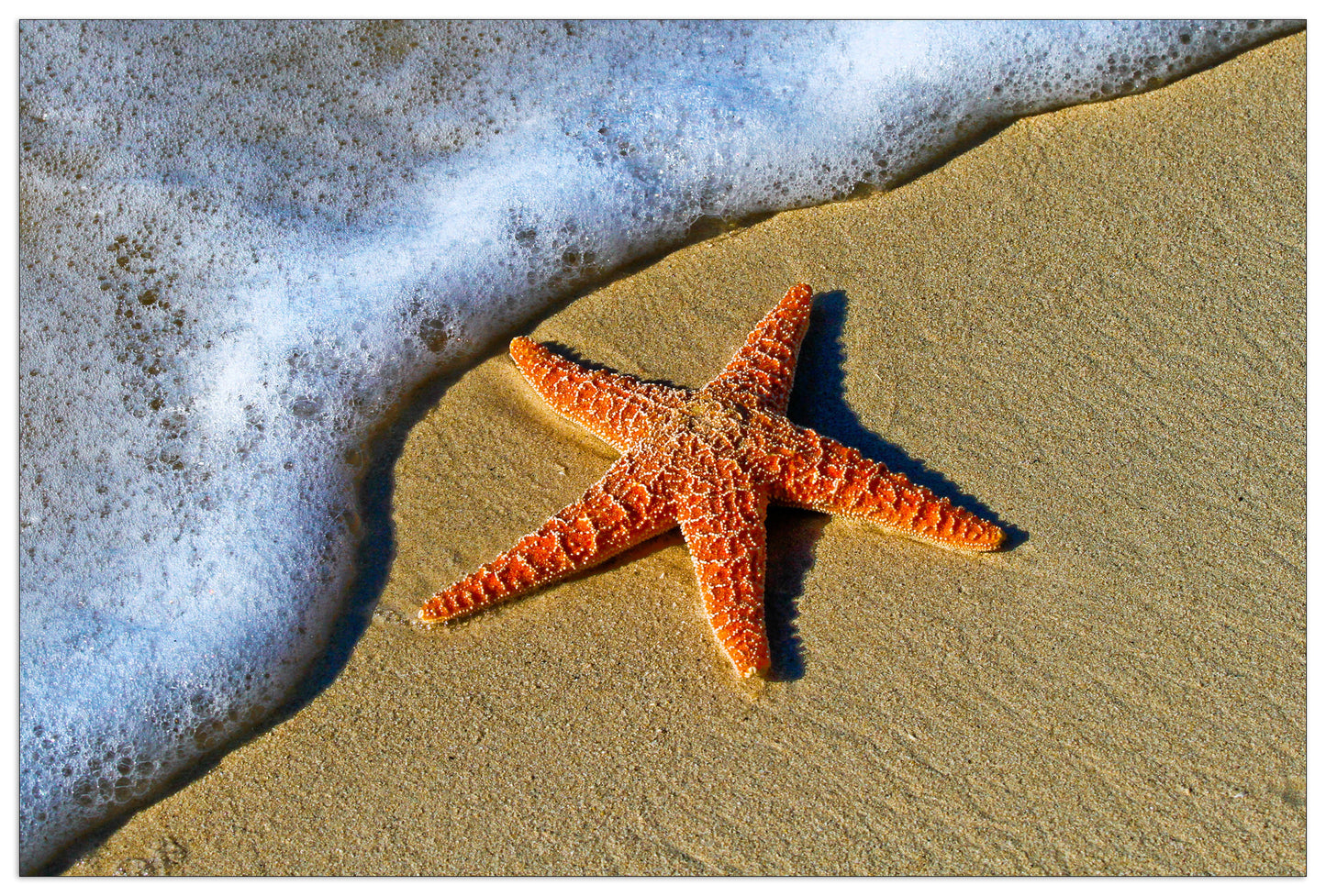 Starfish on the beach cm 90x60