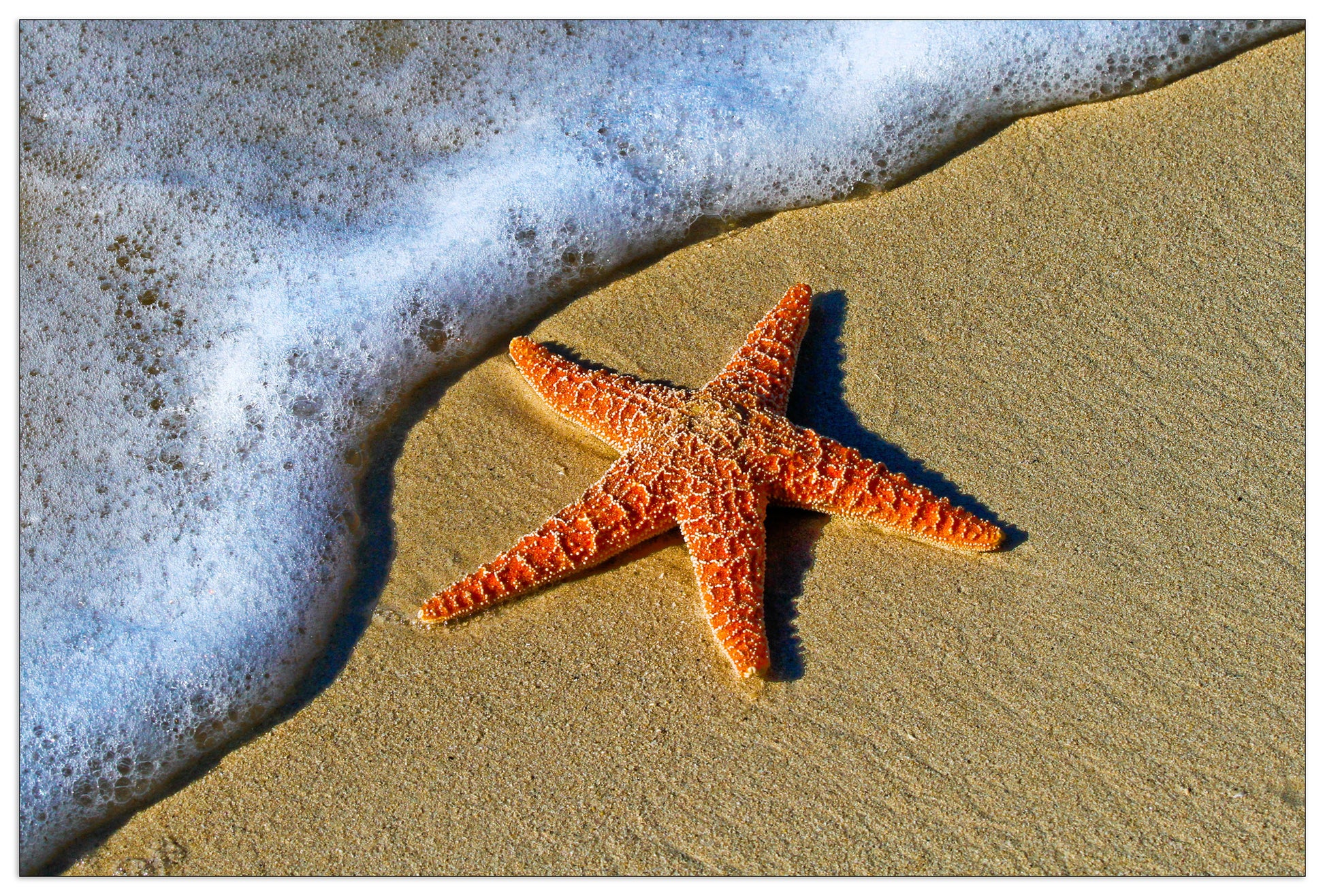 Starfish on the beach cm 90x60