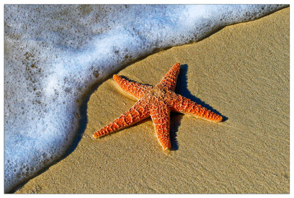 Starfish on the beach cm 90x60