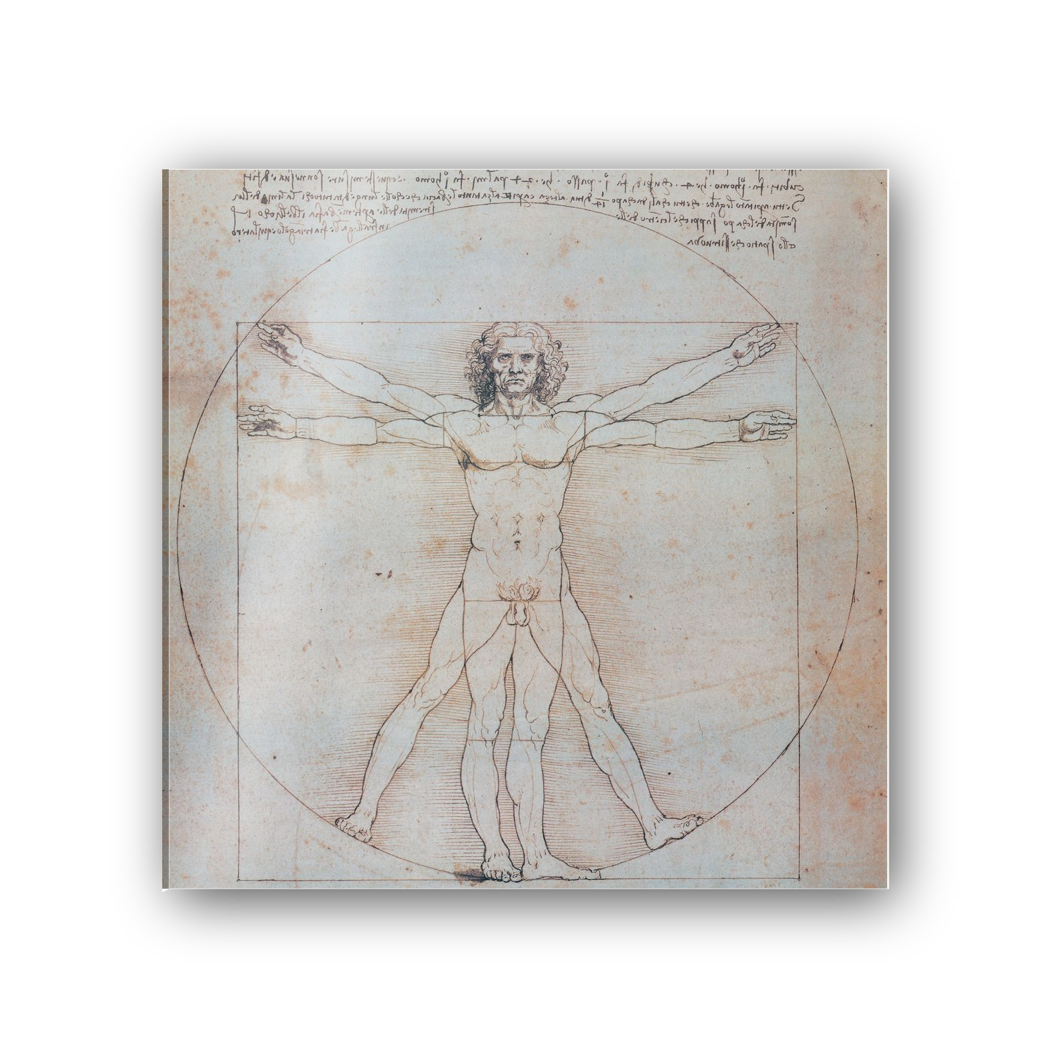 Homage to Leonardo - Vitruvian Man cm 50x50