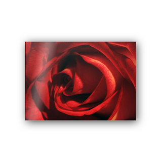 Red Rose - cm 70x50 - Pannello Acrilico