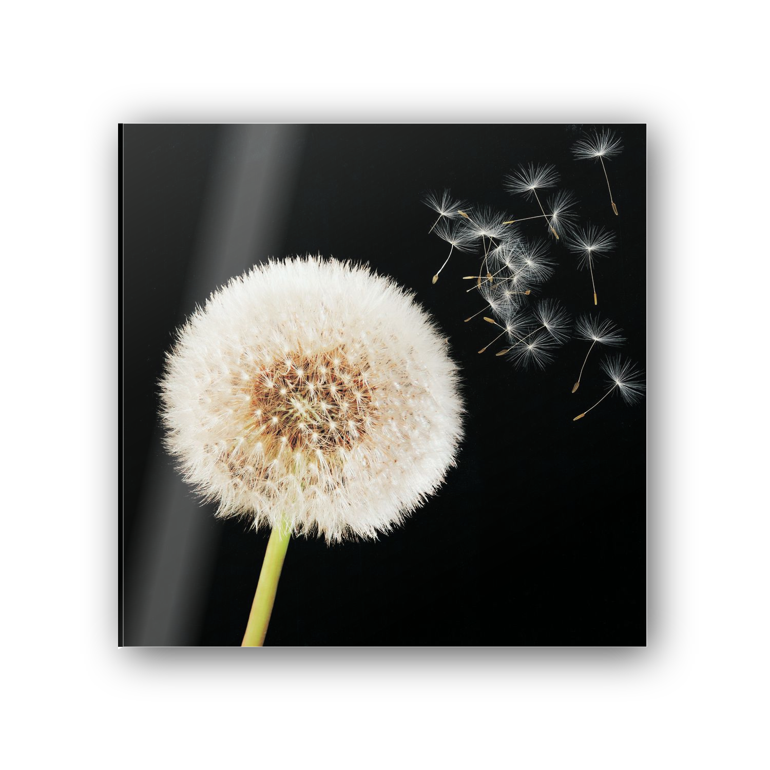 Taraxacum cm 50x50