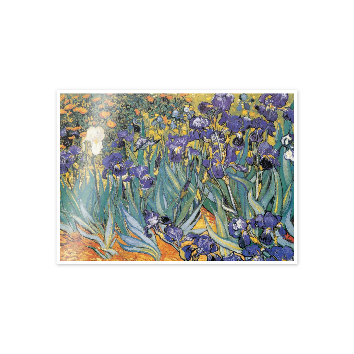 Homage to Van Gogh - Irises cm 70x50