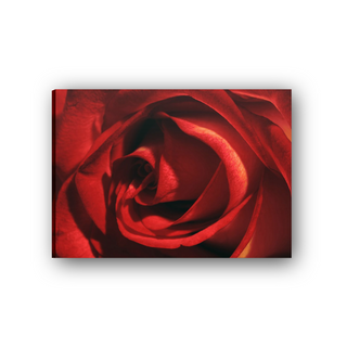 Red Rose - cm 70x50 - Tela Canvas