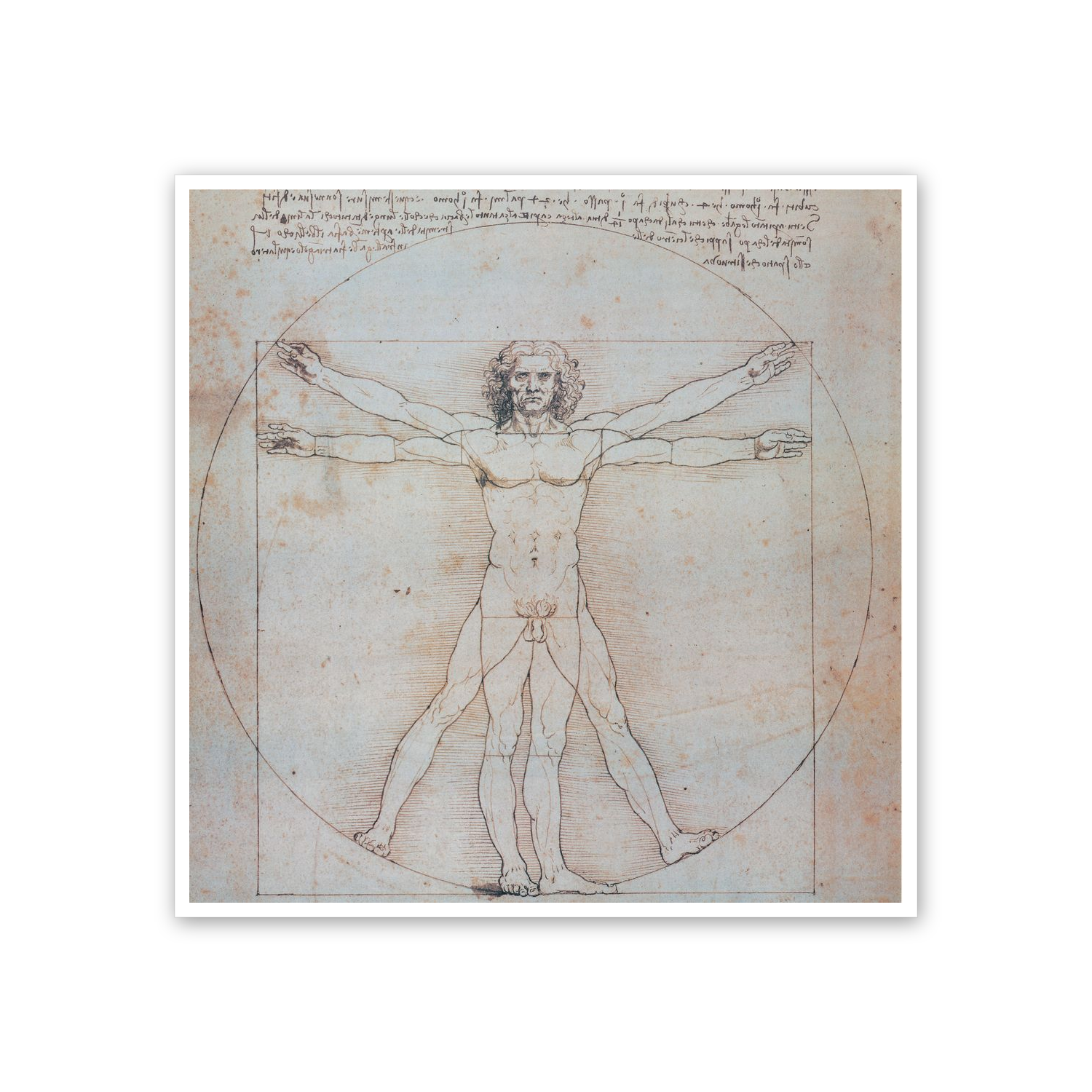 Homage to Leonardo - Vitruvian Man cm 50x50