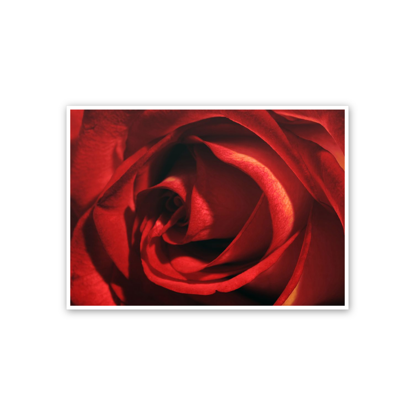 Red Rose cm 70x50