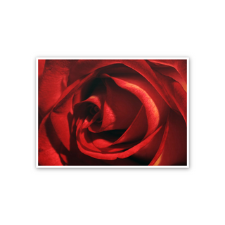 Red Rose - cm 72x52 - Poster