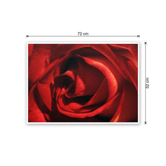 Red Rose cm 70x50 - misure