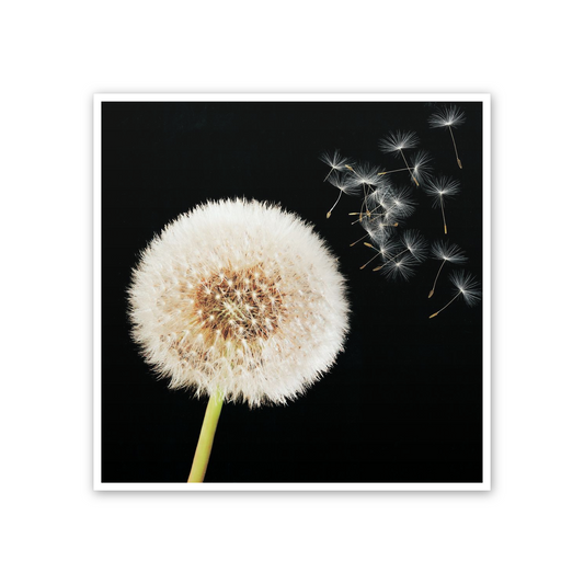 Taraxacum cm 50x50