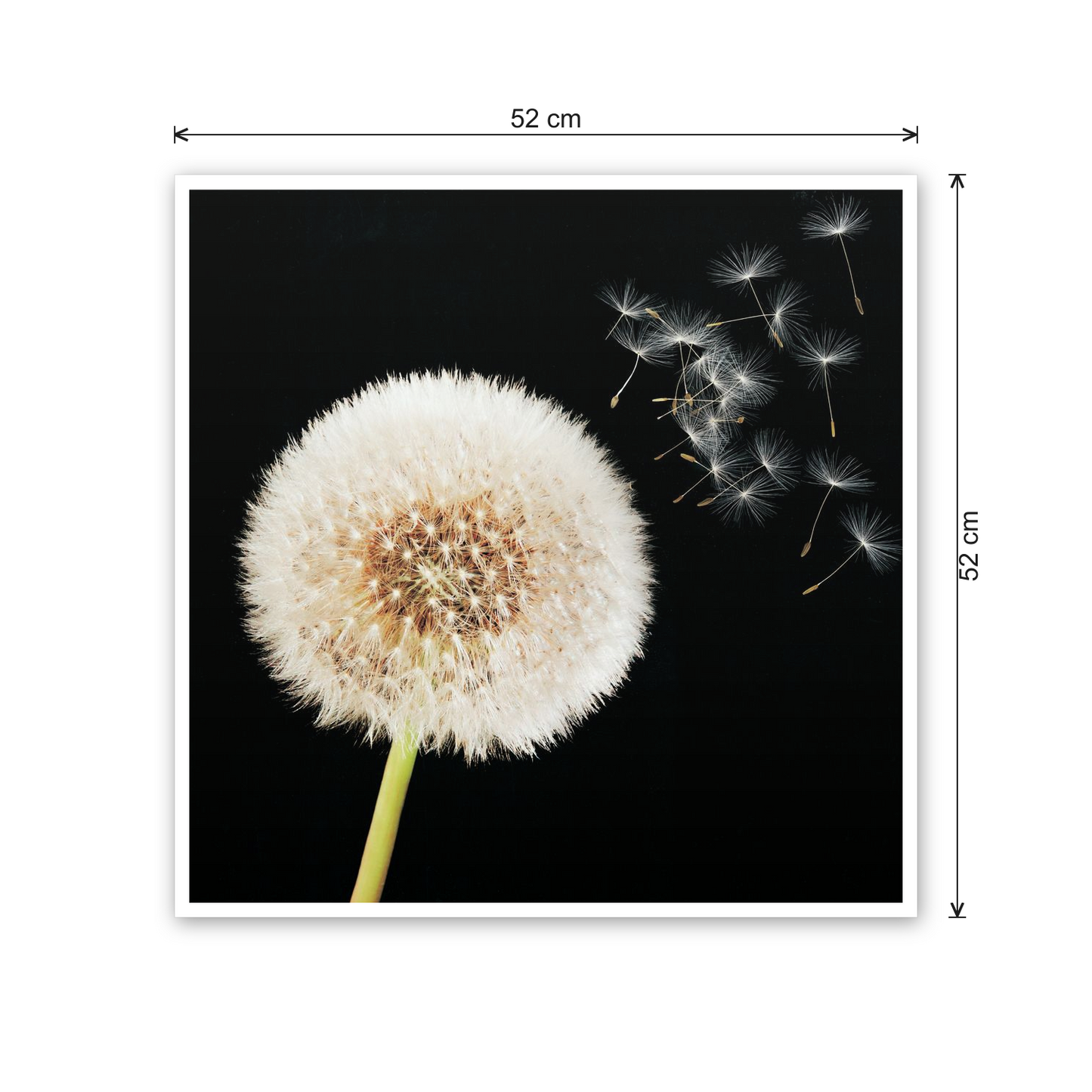 Taraxacum cm 50x50 - misure