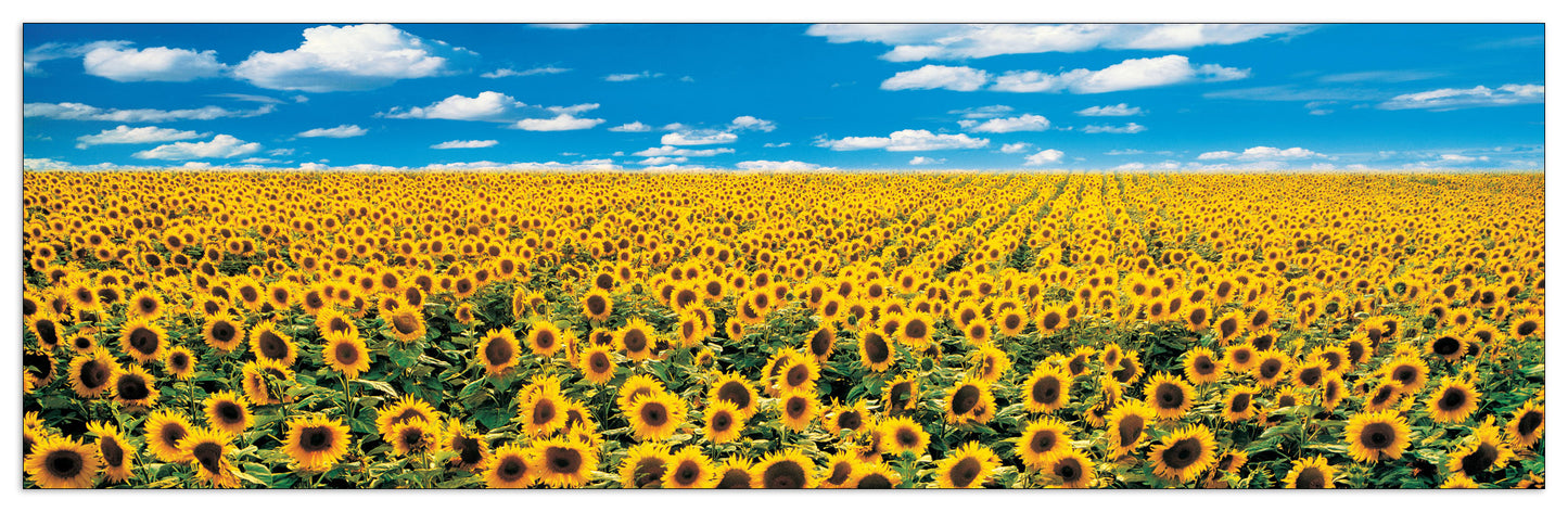 A Sunflower Field in Provence cm 100x29