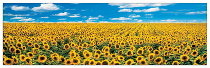 A Sunflower Field in Provence cm 100x29