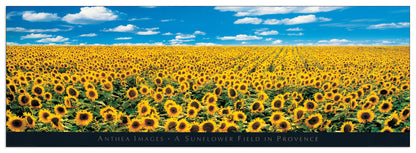 A Sunflower Field in Provence cm 138x43