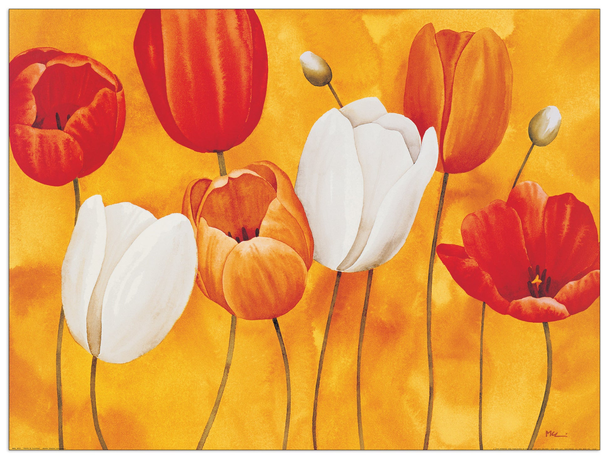 Festa Di Tulipani cm 120x90