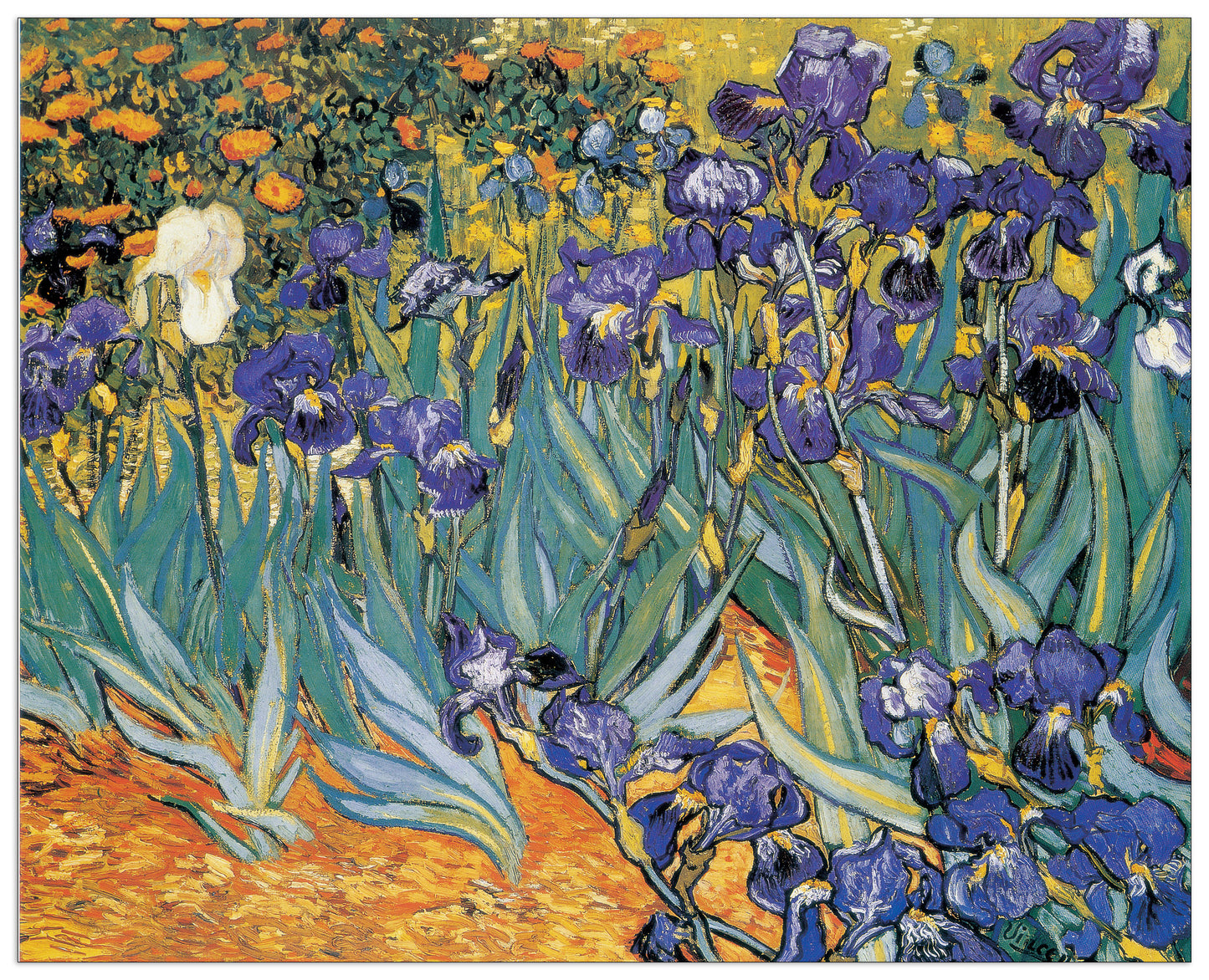 Irises cm 140x113