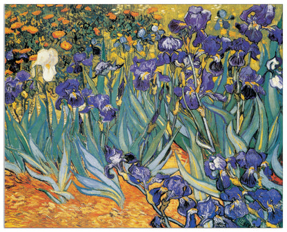 Irises cm 140x113