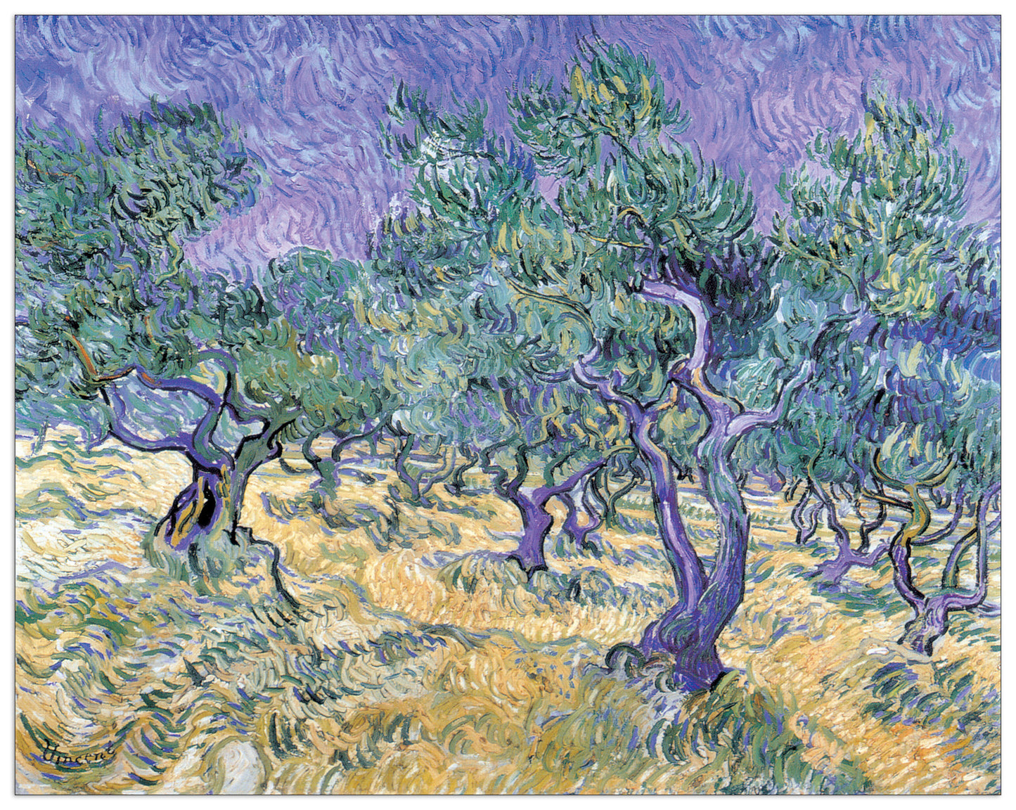 Olive Grove cm 140x111